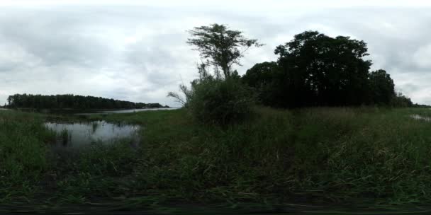 Vídeo 360Vr Green Overgrown Bank of River Lake Arbustos verdes Árvores crescem em um pântano bancário Árvores estão balançando no vento suave água Nublado dia de verão — Vídeo de Stock