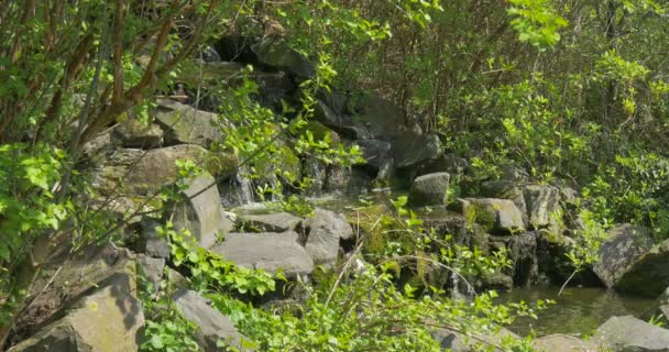 Fällt zwischen Bäumen und Steinen an einem sonnigen Tag. — Stockvideo