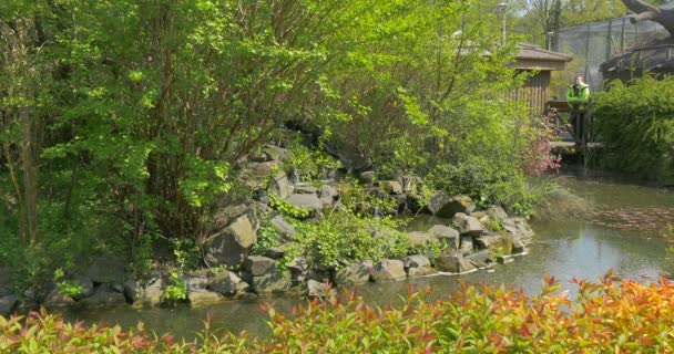 Esquina de la naturaleza con una cascada, piedras, pequeño río y puente . — Vídeos de Stock