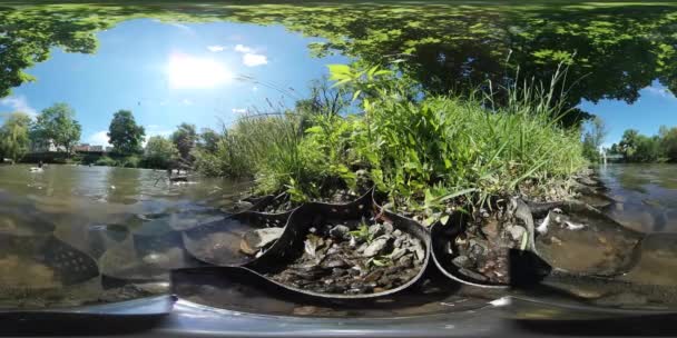 360vr Video ördek yüzme yeşil ağaçlar çim kuşlar besleme yiyecek için güneşli gün Park gökyüzü sahnede uçan bir göl havuzumda üzerinde mavi gökyüzü — Stok video