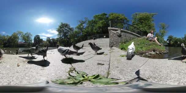 360 vr サンレミバスティオン ビデオの男は、ハト湖堤防鳥が歩いて周りの男を拾って晴れた日公園緑木青空で食のシーンを給餌します。 — ストック動画
