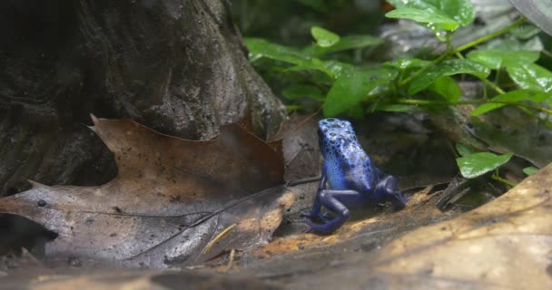 Blauwe boomkikker zittend onder een boom regenwoud. — Stockvideo