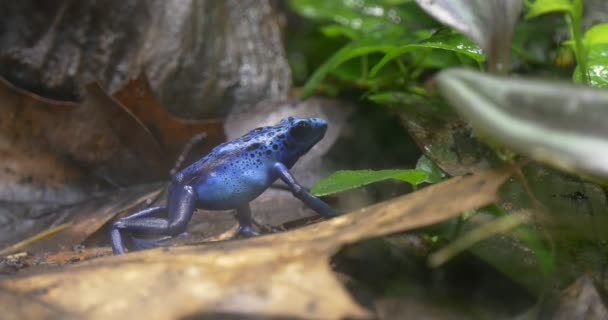 Modrá žába sedí na suchý list Jungle. — Stock video