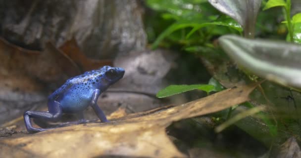 Синій деревна жаба піднімається дерево в джунглях. — стокове відео