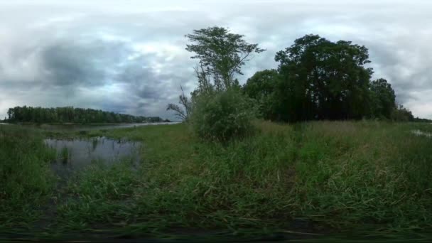Vidéo 360Vr Étang ou marécage par temps venteux Nature sauvage de la Pologne Graminées vertes au loin Bois profonds Les branches des arbres se balancent — Video