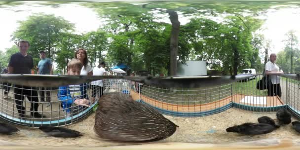 360vr 视频人看着母鸡在笼子里家庭野餐天奥波莱公园夏季晴朗的一天人的孩子正在看鸟好奇地家庭在公园动物园 — 图库视频影像