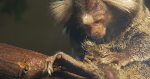 Singe australien assis sur une branche d'un vieil arbre 