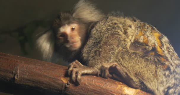 Macaco de cabelo elegante tem garras presas no ramo da árvore — Vídeo de Stock