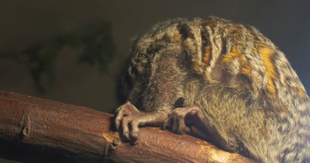 Mono sentado en una jaula de cristal al aire libre en el zoológico — Vídeos de Stock