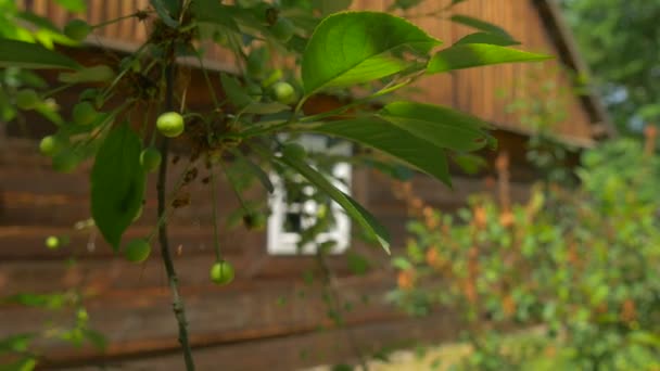 Ramo con alberi di ciliegio acerbi ondeggianti al sole — Video Stock