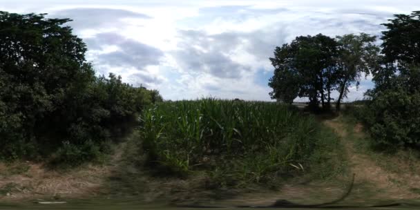 360 vr サンレミバスティオン ビデオの田園風景は、緑、乾燥草フィールド草原太陽が輝く青空曇り Cloudscape 日当たりの良い夏の日の木が風に揺れている木 — ストック動画