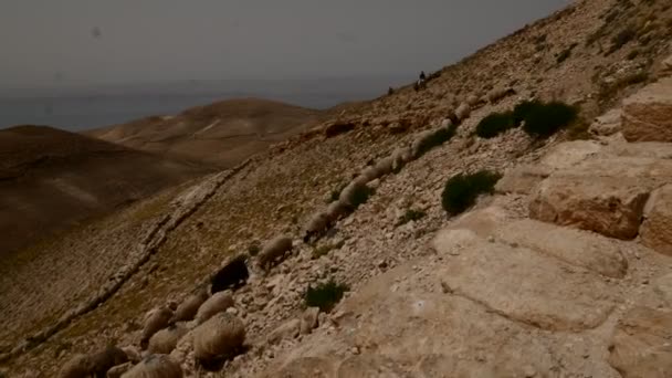 Stádo ovcí v horách Jordánsko. — Stock video