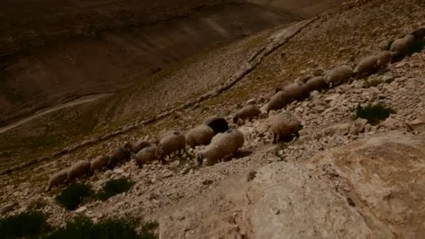 Ovejas bajando de las montañas rocosas — Vídeo de stock