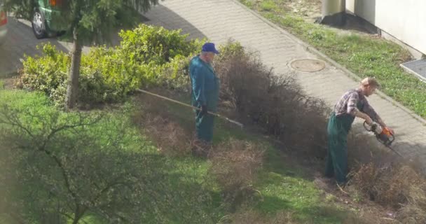 Den vuxna mannen klipper grenar av buskar — Stockvideo
