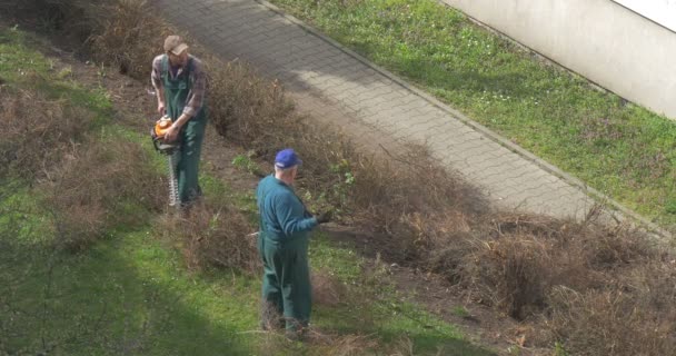 Man sopar grenar av Bush med hjälp av en kratta — Stockvideo