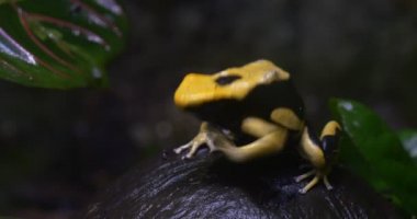 Kurbağa Phyllobates Bicolor oturma üstünde siyah meyve