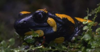 Salamandra Salamandra ve ormandaki Ant