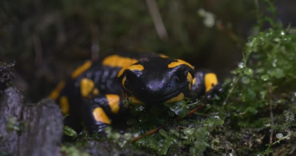 Salamandra salamandra im Wald — Stockvideo