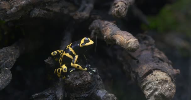 De Yellow-Banded pijlgifkikkers kikker en haken en ogen — Stockvideo