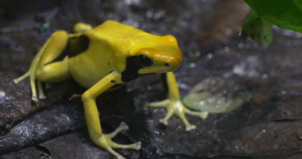 Gelber schwarzer Frosch sitzt auf trockenen Blättern — Stockvideo