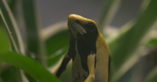 Gele en zwarte kikker op exotische planten — Stockvideo