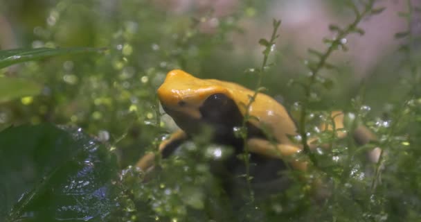 Grenouille jaune et noire dans une herbe verte épaisse — Video