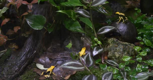 Muchas ranas amarillas y negras sentadas en la selva — Vídeos de Stock