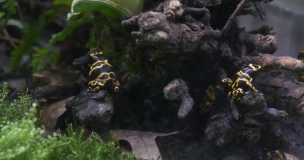 Beaucoup de grenouilles-fléchettes empoisonnées à bandes jaunes sur bois flotté — Video