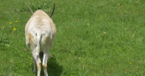 Pâturage d'antilopes blanches sur l'herbe verte .