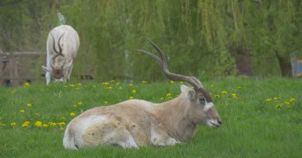 两个白色羚羊在树边的草地上 — 图库视频影像