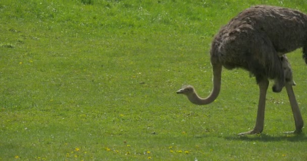 Avestruz caminando en el campo verde y come — Vídeos de Stock