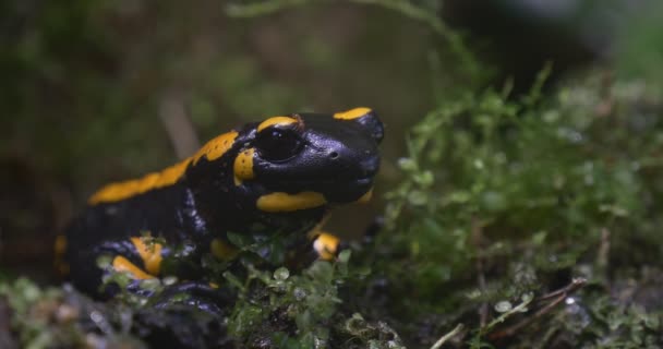 Жовто чорна саламандра саламандра сидить на місці — стокове відео