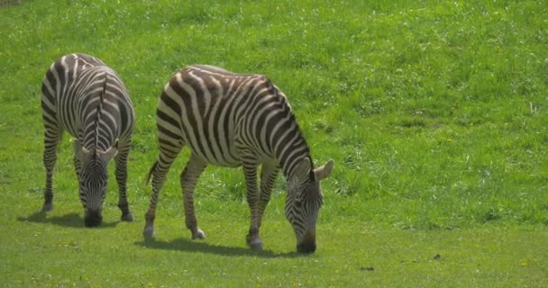 Deux zèbres sur un fond d'herbe verte . — Video