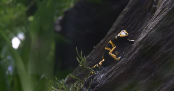 Fléchettes empoisonnées à bandes jaunes Grenouille assise sur une écorce . — Video