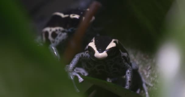 Dos ranas azules sentadas bajo grandes hojas verdes — Vídeos de Stock