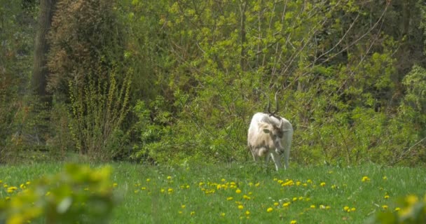 White Antelope Grazing on the Green Meadow — Stock Video