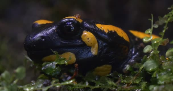 Salamandra Salamandra et fourmi dans la forêt 