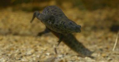 İber Ribbed Newt (Pleurodeles Waltl) Suyun Altındaki Akvaryumda Yüzüyor. Siyah lekeli Triton Koyu Gri. Triton Dipteki Açık Suda Yüzüyor. Sonra Triton su yüzeyine çıkıyor. Altında Sarı ve Beyaz Çakıl Taşları.