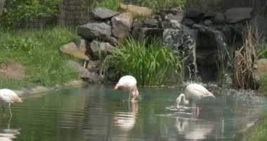 3 beyaz ve pembe flamingolar bir gölde yürümek