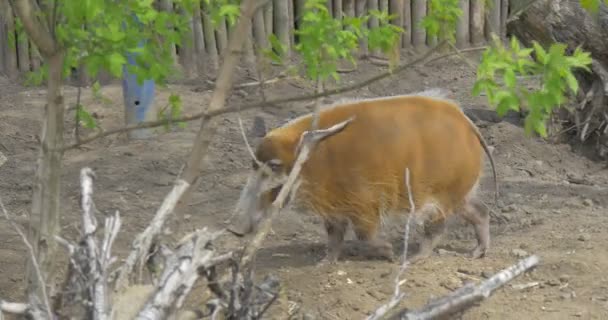 2 cerdos Bush en el zoológico al aire libre . — Vídeos de Stock