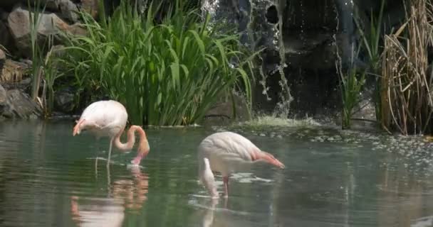 2 Flamingos cor-de-rosa brancos perto de uma cachoeira — Vídeo de Stock