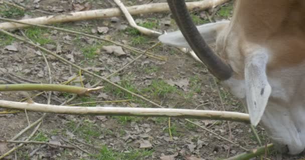 Antelope busca hierba fresca en el zoológico — Vídeos de Stock