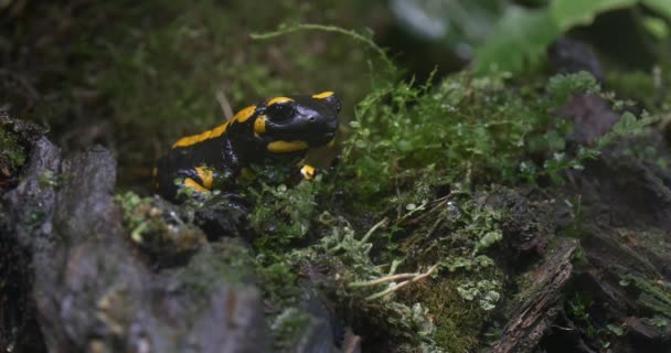 Salamandre jaune et noire en attente de proie 