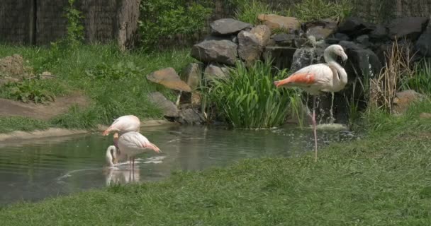 Grupo de Flamingos no Lago Com uma Cachoeira — Vídeo de Stock