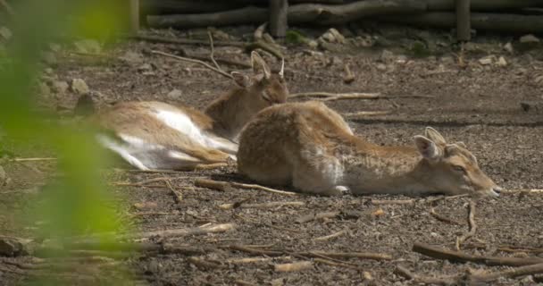 2 junge Hirsche im Zoo sonnen sich in der Sonne — Stockvideo