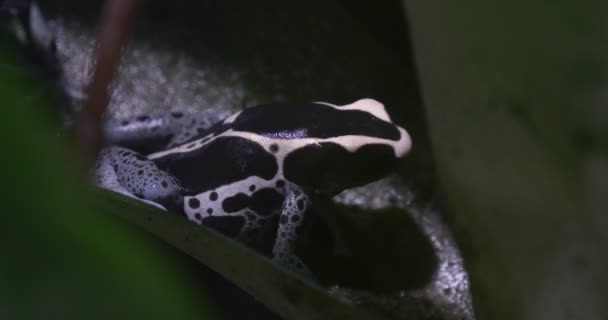 Μπλε βάτραχος Dendrobates Tinctorius στο τροπικό δάσος — Αρχείο Βίντεο