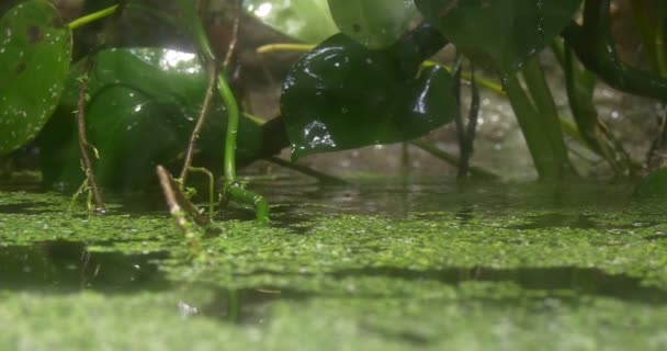Lake With Water Plants Fragment — Stock Video