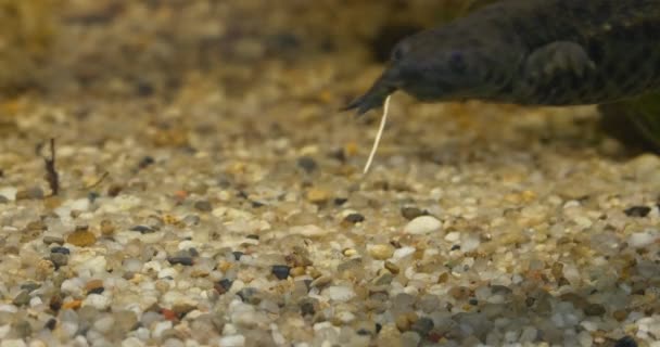 Tritón flotando en un estanque — Vídeos de Stock