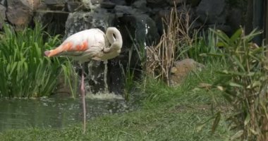 Flamingoların bir şelale arka planda