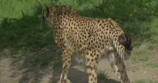 Guépard dans le zoo Promenade été 